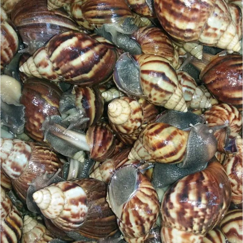 BEKICOT HIDUP FRESH BERSIH BERKUALITAS