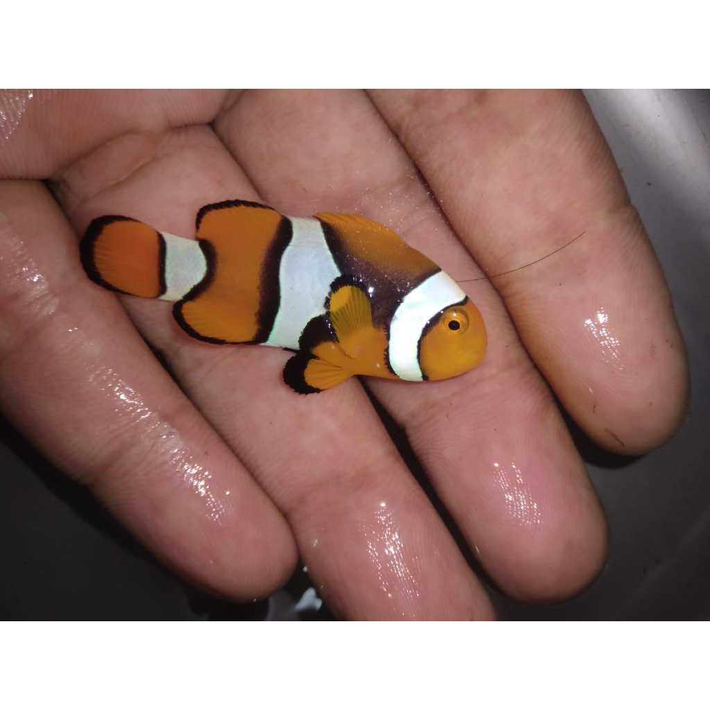 Nemo Biak Half Black - Amphiprion Percula Clownfish