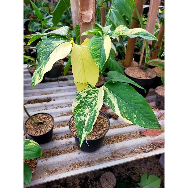syngonium yellow variegata syngonium yellow varigata