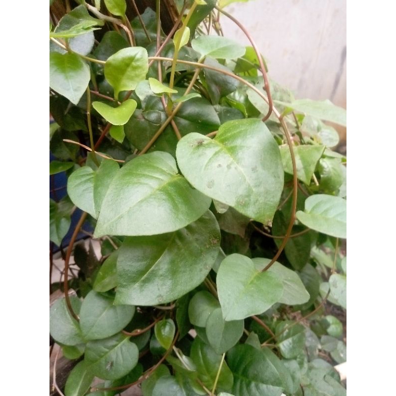 

daun binahong 500g