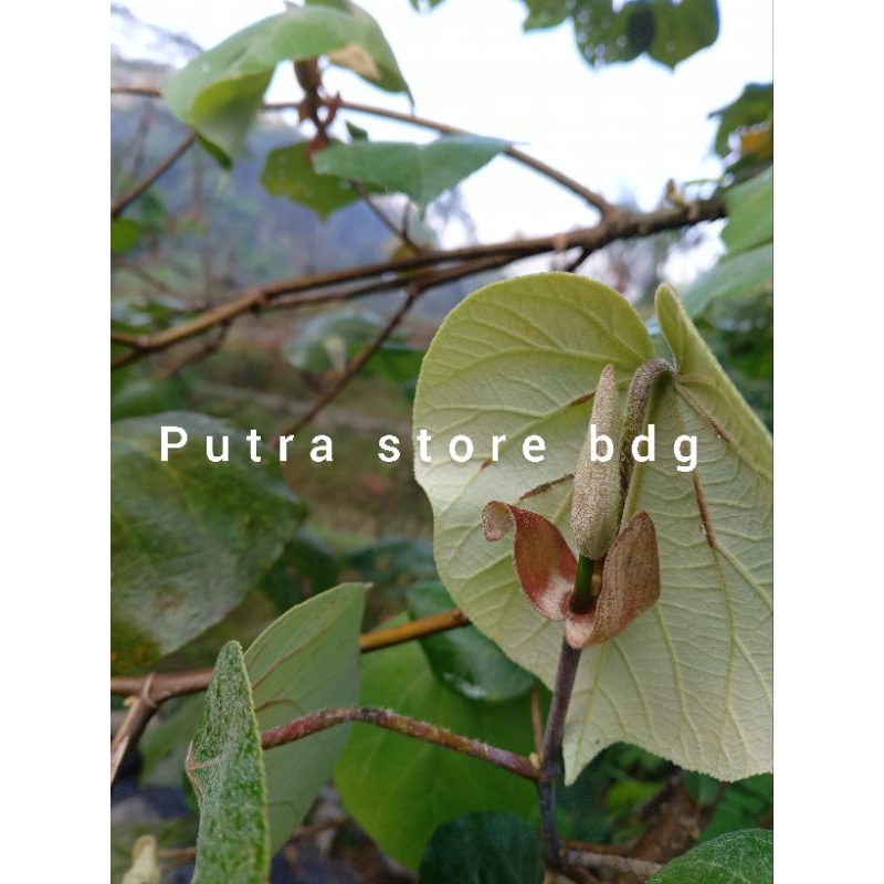 

Daun waru segar bonus buahhh - 20 lembar