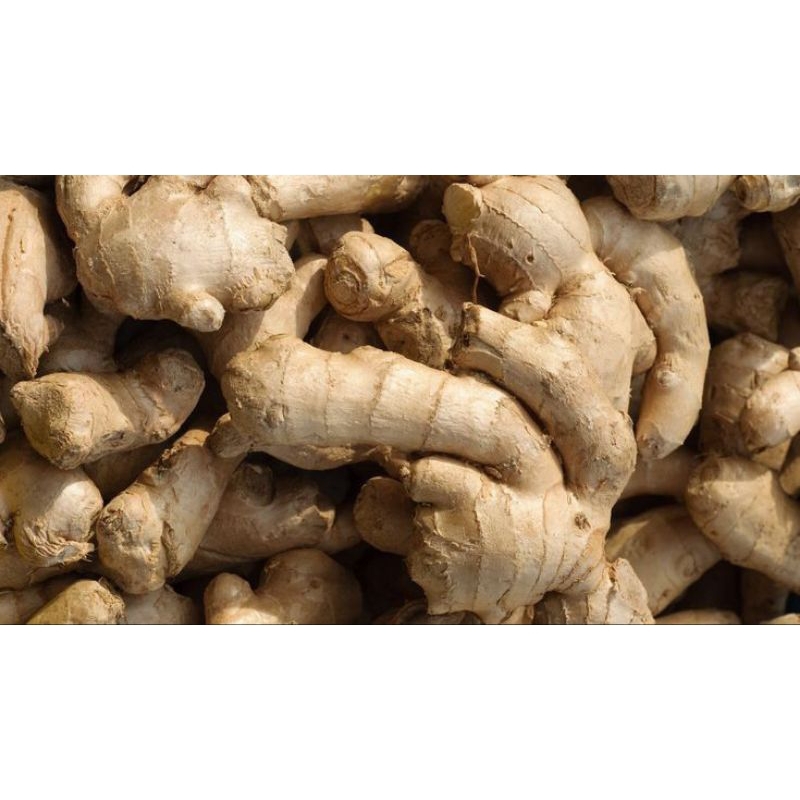 

jahe putih gajah fresh