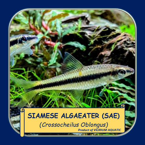 IKAN HIAS AIR TAWAR - SIAMESE ALGAEATER / SAE (ALGAEATER / IKAN PEMAKAN ALGA) IKAN AQUASCAPE RARE IT