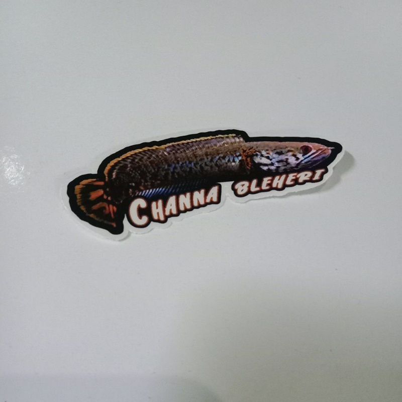 stiker channa bleheri 5-6cm