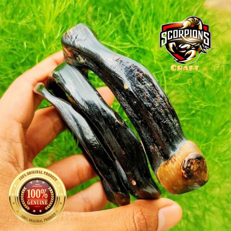 GELANG AKAR BAHAR HITAM ASLI BONGGOL BERTUAH LILIT 3 SUPER BERKUALITAS ORIGINAL