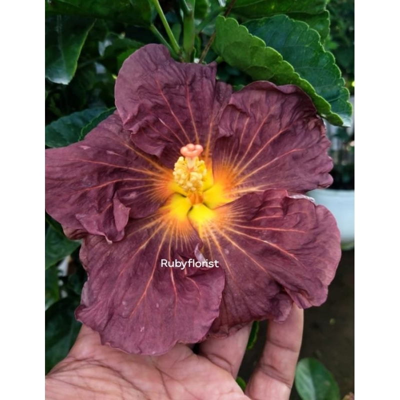 Tanaman Kembang sepatu Daklodt  Import