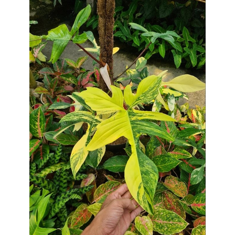 philodendron Florida ghost varigata