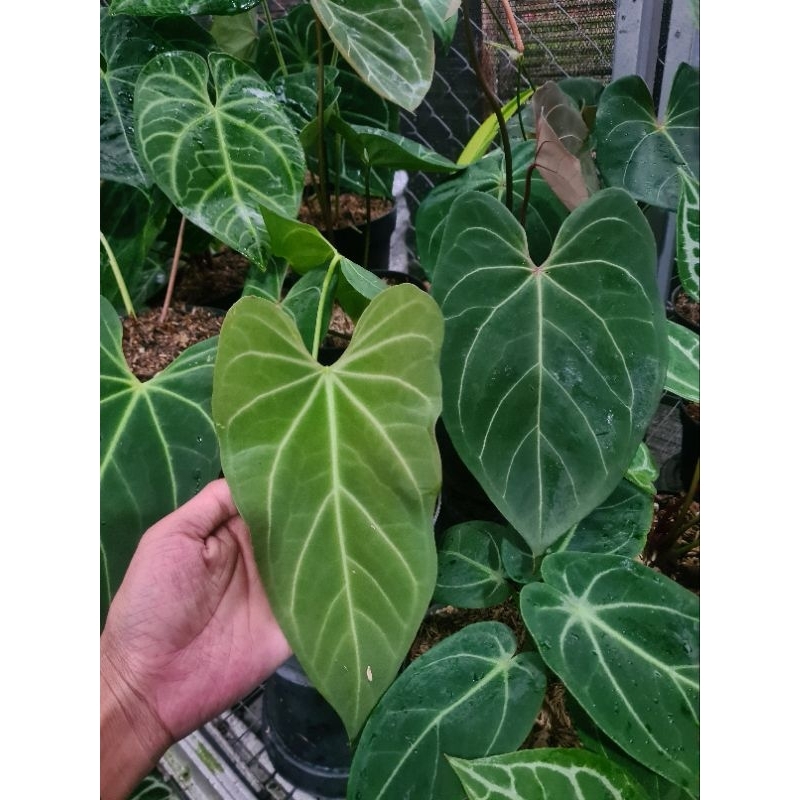 anthurium regale x