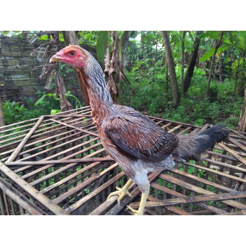 Telur Fertil Telur Tetas Ayam Aduan Pama NinjaBL Cros Pama untuk ditetaskan