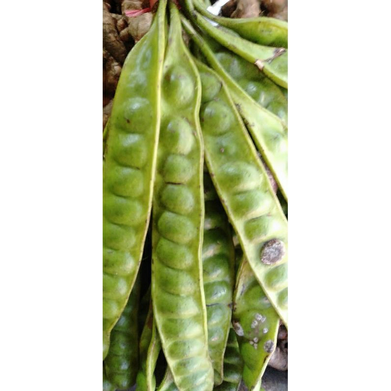 

Sayur Petai Pete Segar perikat