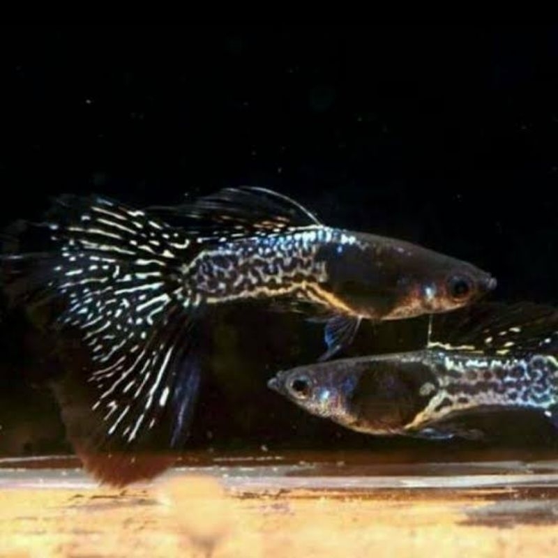 

guppy ssbt