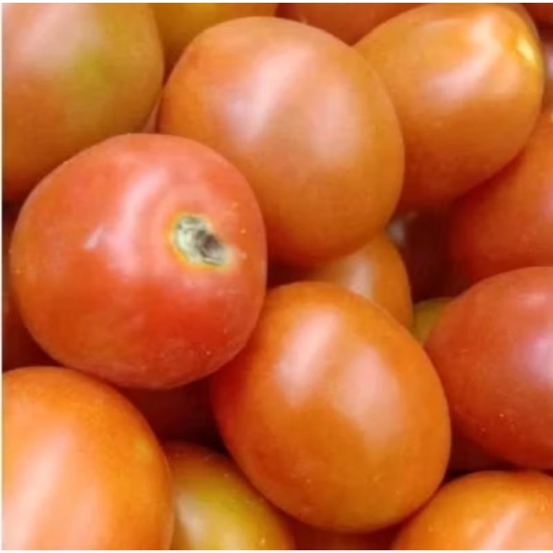 

Tomat Apel / 250 Gram