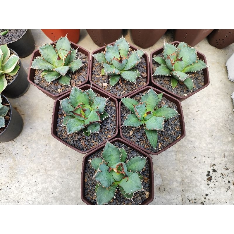 agave titanota kyoto