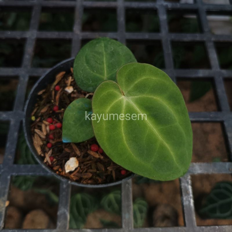 Anthurium DARK PHOENIX - Seedling