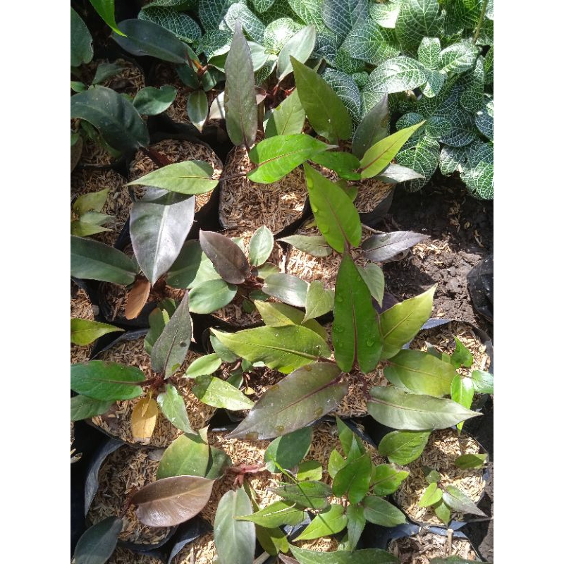 anturium black beauty anakan