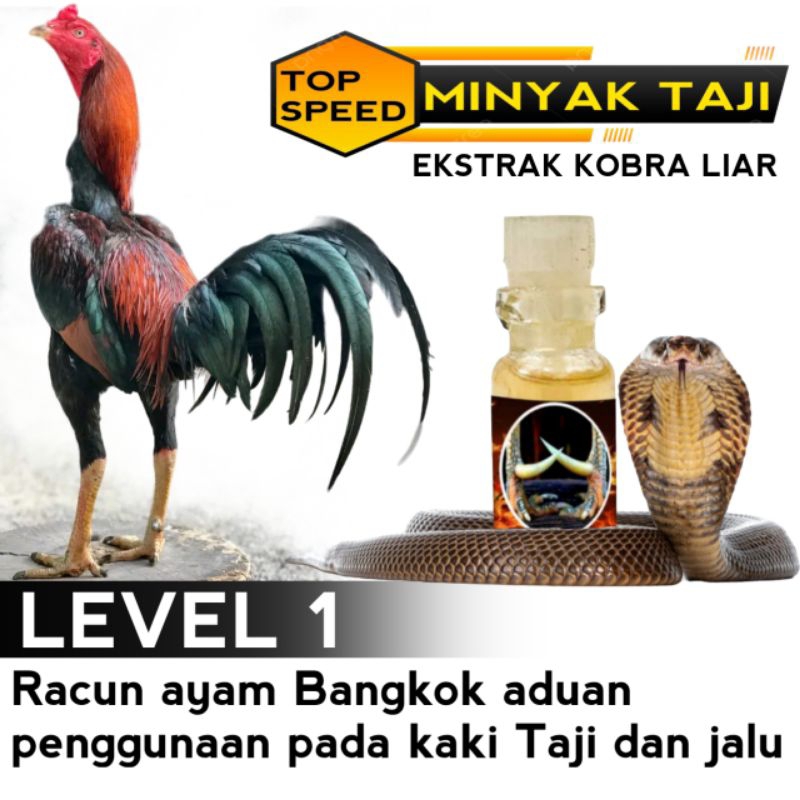 Racun Jalu Ayam Bangkok aduan minyak Taji berlevel