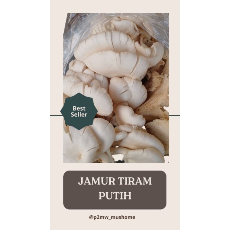 

Jamur Tiram Putih