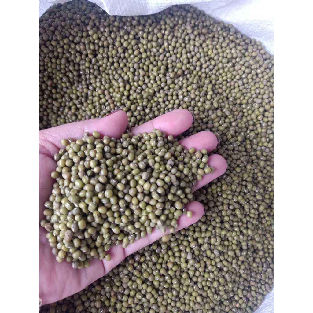 

Kacang Ijo Import Afrika