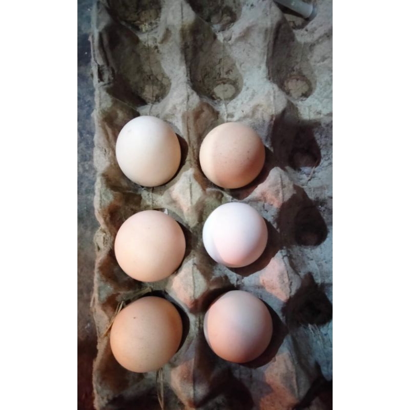 

telur KO SHAMO
