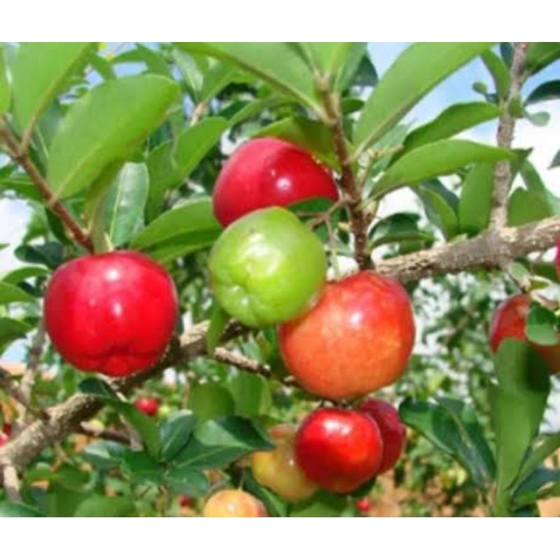 cherry barbados - bahan bonsai sianci - sianci manis