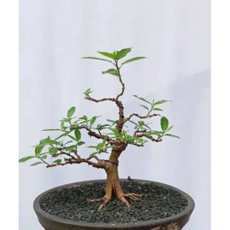 loa / bahan bonsai loa / ficus racemosa