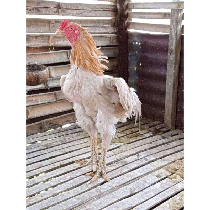 telur tetas ayam pakhoy white king bl untuk ditetaskan