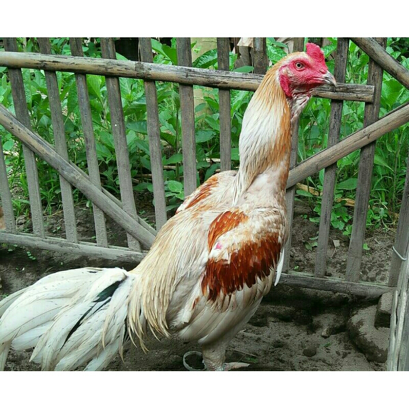 Telur Fertil Telur Tetas Ayam Aduan Plucker Cros Koyngon