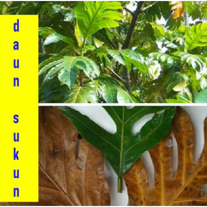 

DAUN SUKUN LENGKAP FRES DAN KERING 100 Gram