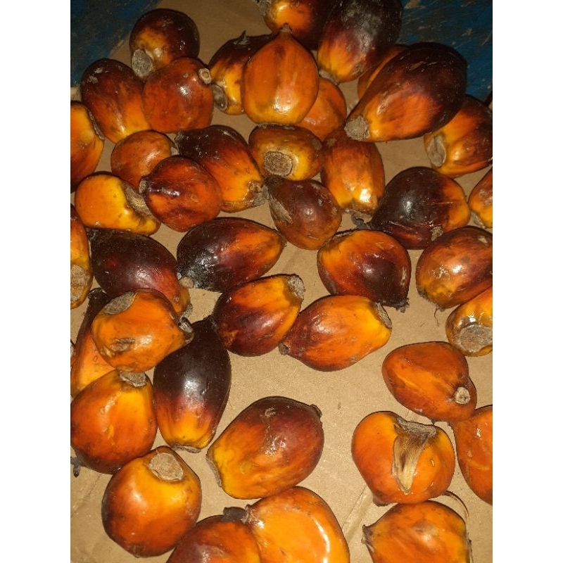 

cod buah kelapa sawit segar 1 kg