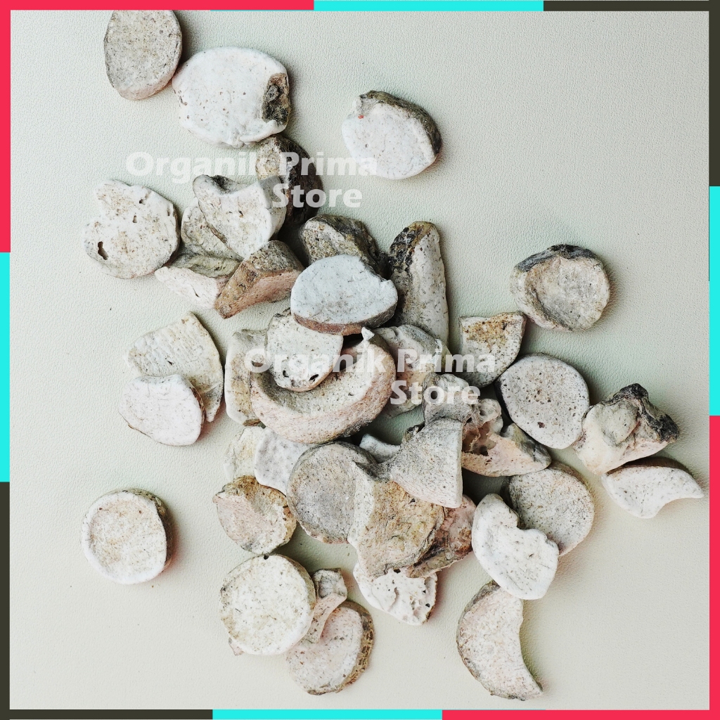 Umbi Keladi Tikus atau Kladi tikus Bersih dan Organik