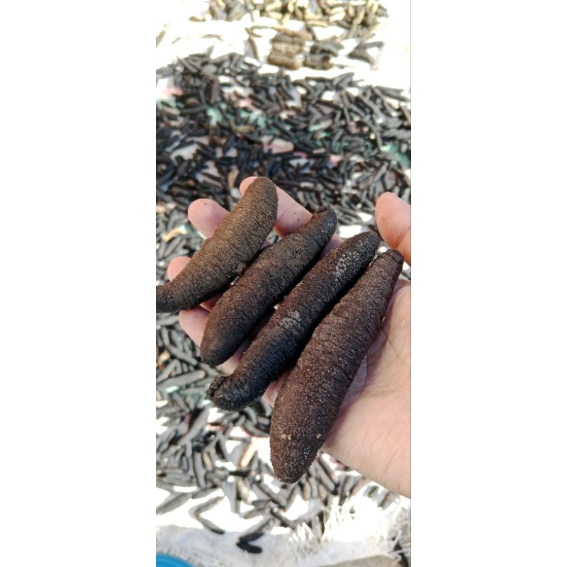 

teripang cera hitam/coklat