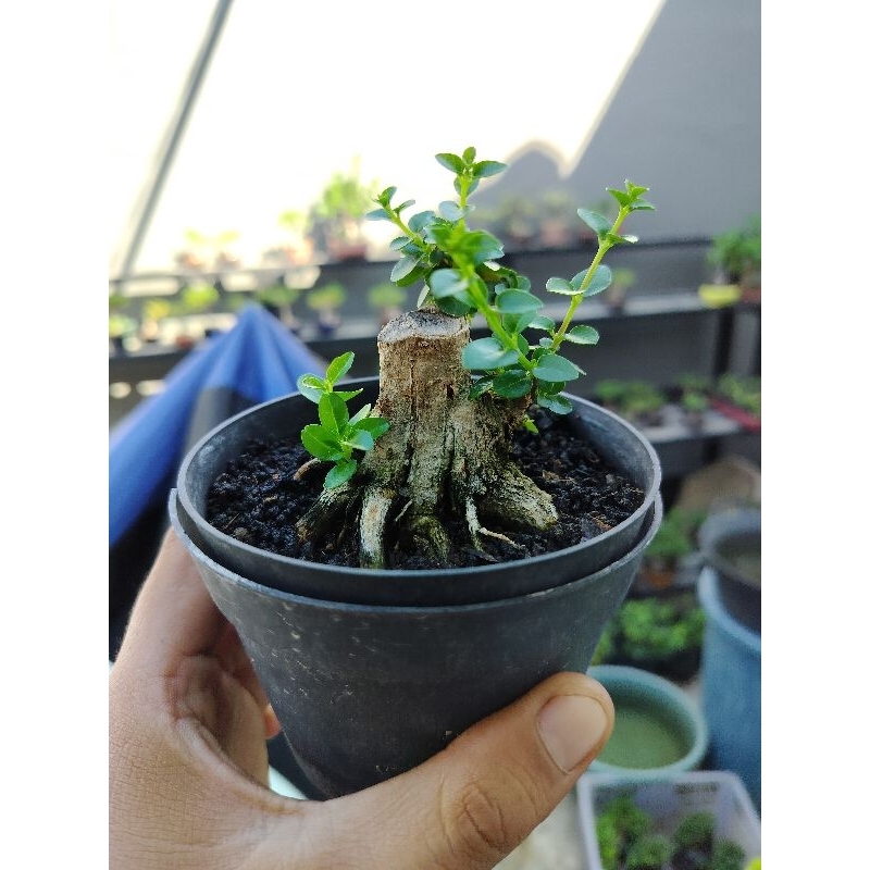 bonsai hidup