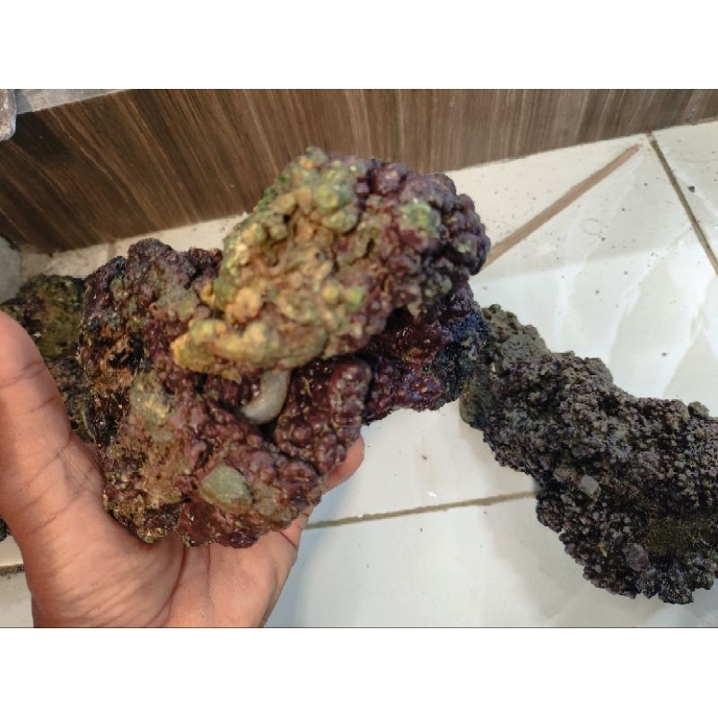 Live rock liverock super 8kg size besar aquarium air laut