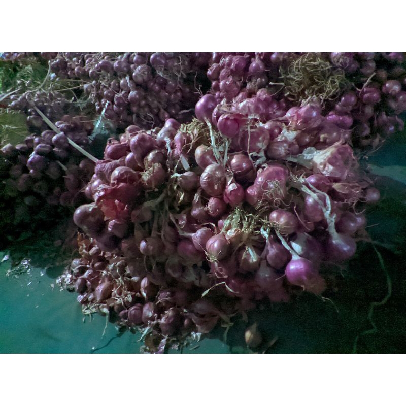 

bawang merah jumbo