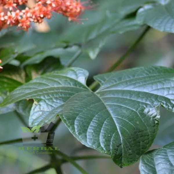 

Jual Daun Pagoda Segar 15 Lembar