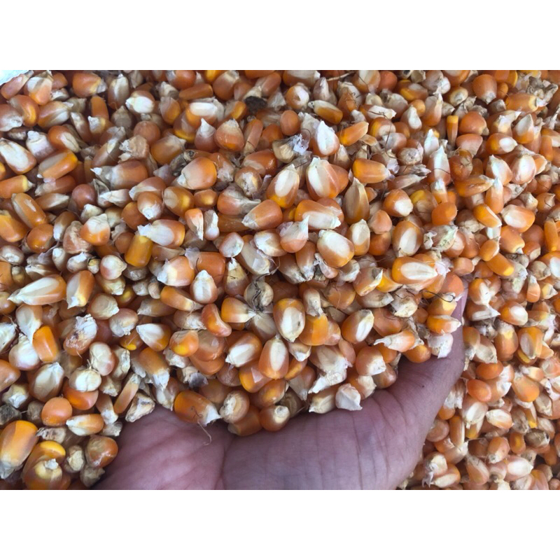 JAGUNG PIPIL KERING JAGUNG BESAR PAKAN AYAM JAGUNG PAKAN AYAM 25 kg