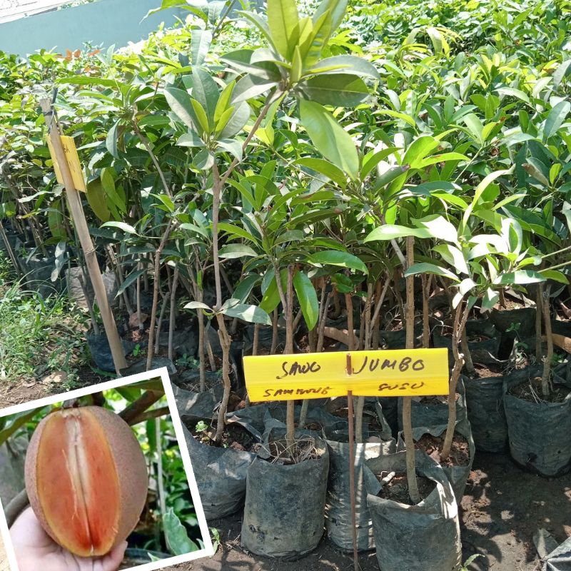 Bibit sawo jumbo thailand cocok.untuk  tabulampot
