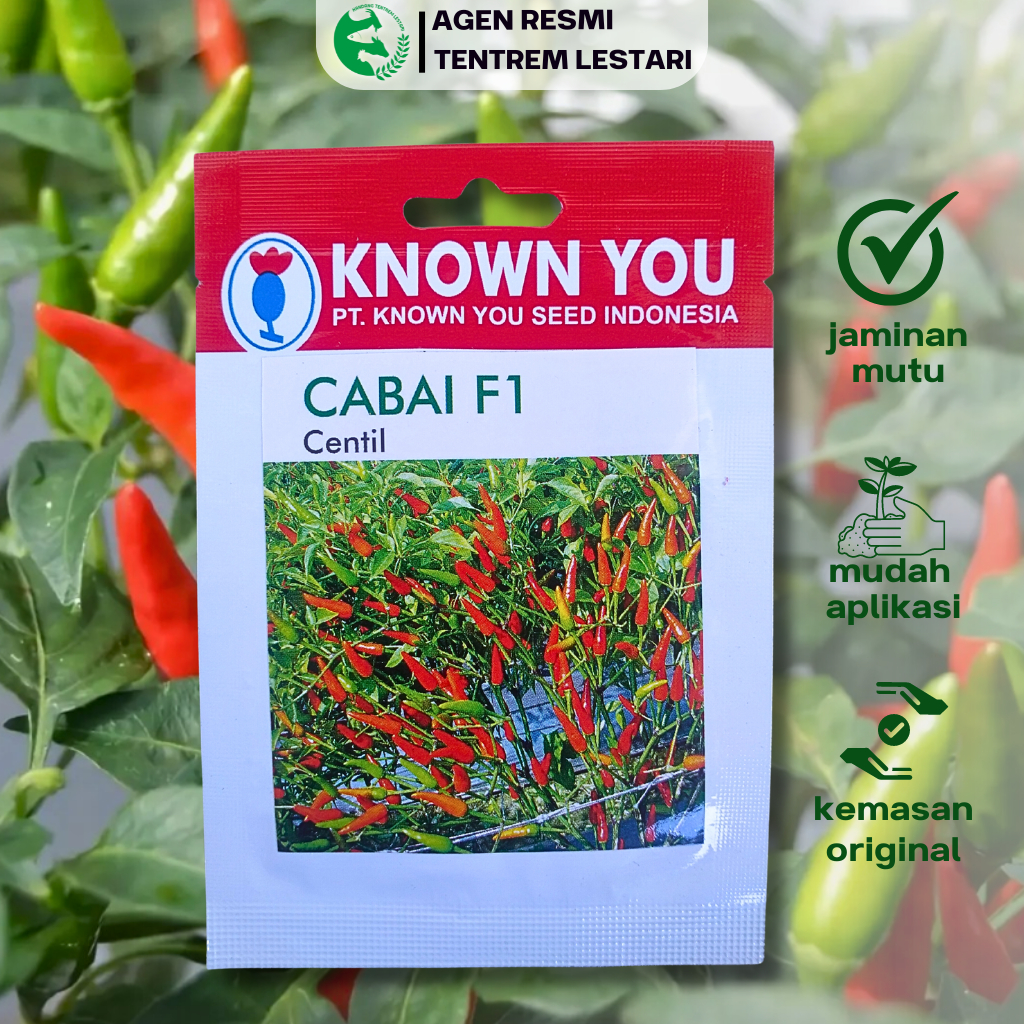 Benih Cabe Rawit Tegak F1 CENTIL 100 seed Known You Seed