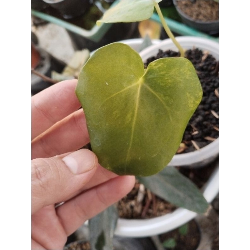 anthurium clarinervium varigata original ( mau 3 daun)