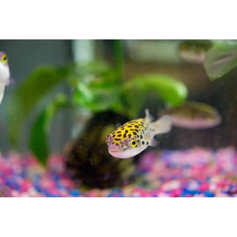 Ikan Hias Green Puffer Fish Buntal Hijau