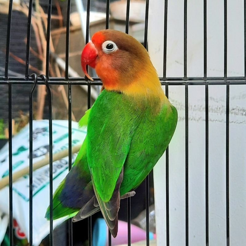 Burung Hias Lovebird Lakbet Biola Violet Pastel Ijo Josan Satuan Sepasang Cibinong Bogor