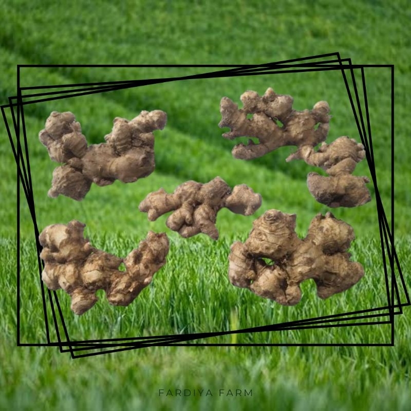 

Jahe emprit fresh segar 250gr Jawa wedang jahe jahe susu sekuteng bajigur