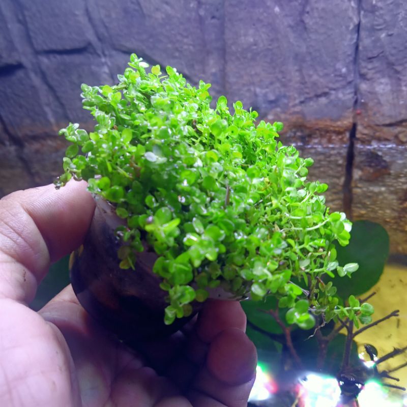 Monte Carlo, tanaman karpet Aquascape