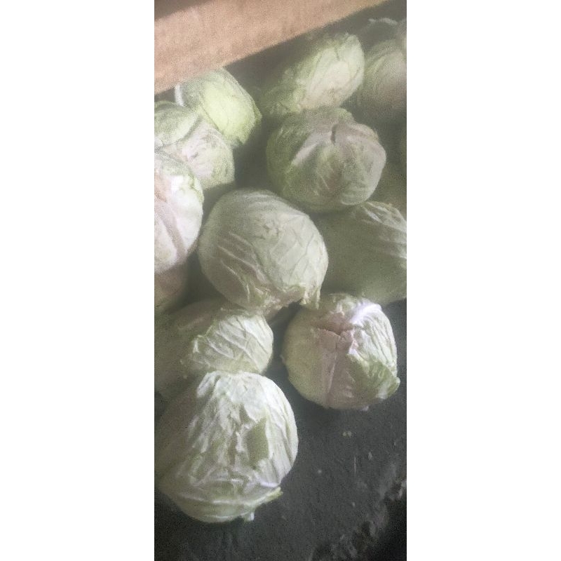 

Kol putih 1000 gram