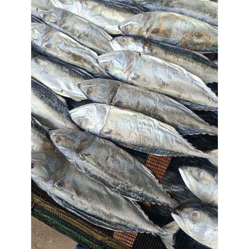 

ikan asin gembung per1kg