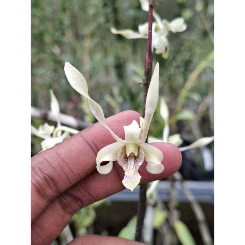 Dendrobium gouldii bougenville white