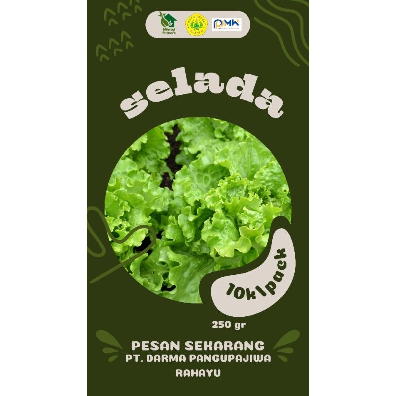 

selada hidroponik