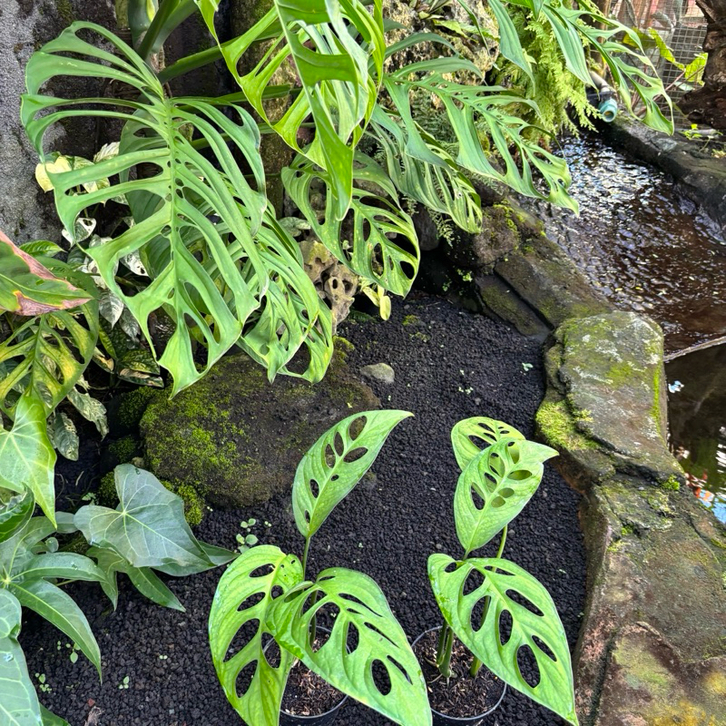 philodendron monstera esqueleto janda bolong