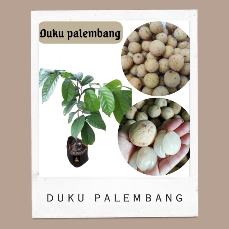 Bibit buah duku palembang Komering • bibit duku Bella bibit