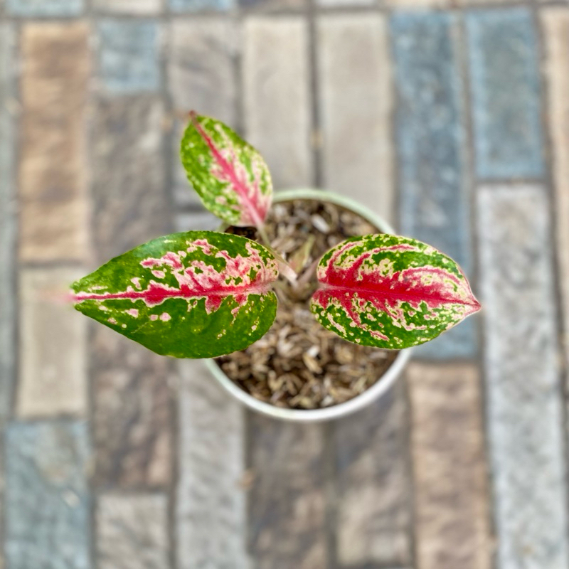 Aglaonema Betty Bob